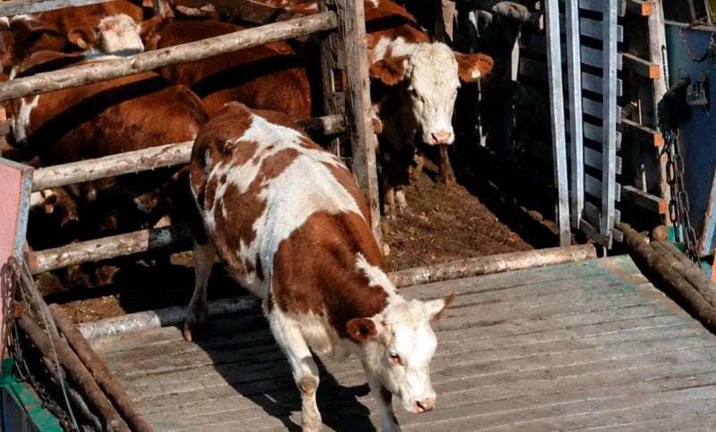 Crece la preocupación por el Paraná: ganaderos retiran animales de las islas ante el riesgo de inundaciones
