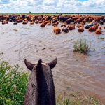 Crecida del Paraná: productores de San Nicolás, Ramallo y San Pedro evacúan ganado ante el avance del agua