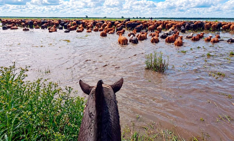 Crecida del Paraná: productores de San Nicolás, Ramallo y San Pedro evacúan ganado ante el avance del agua