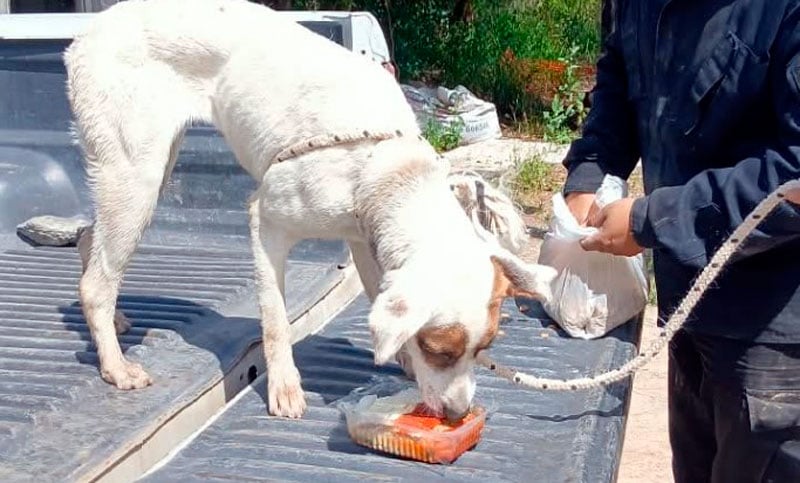 Rescataron a una perra que cayó al arroyo Saladillo en Rosario