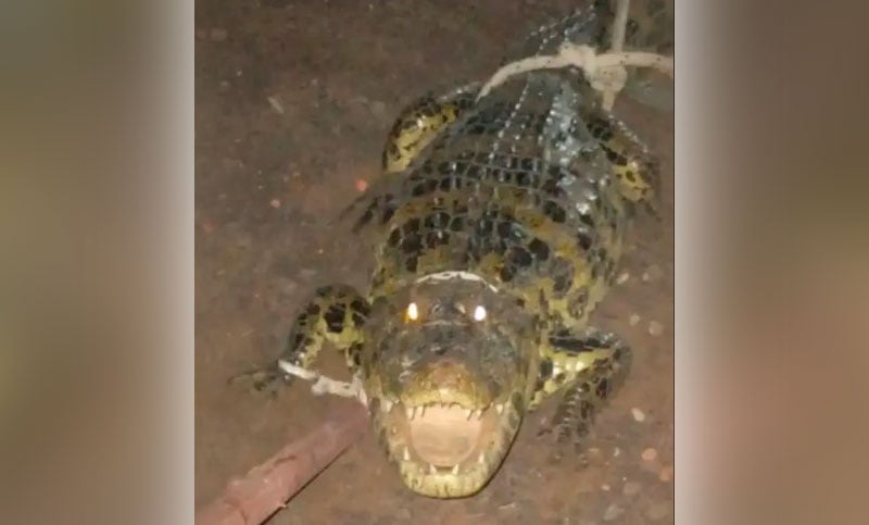 Encontró un yacaré de 1,60 metros en el patio de su casa en Chaco