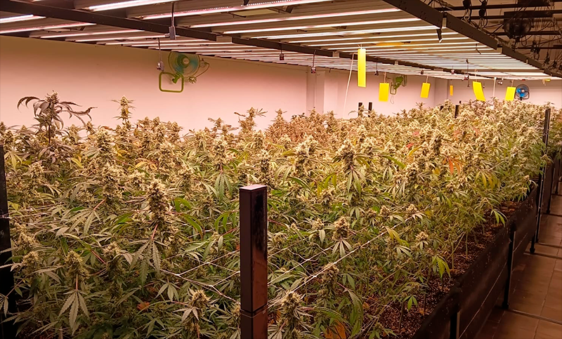 Malabrigo: secuestraron 648 plantas de marihuana, dinero en efectivo, dólares y guaraníes