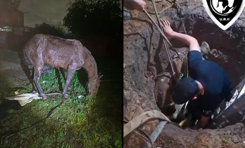 La Lagunita: rescataron a un caballo que se había caído en un pozo ciego