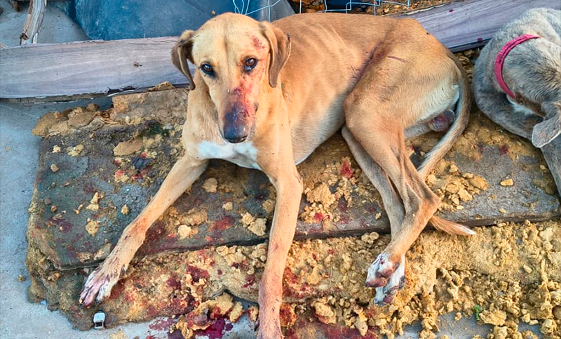 Discutió con su hermano y le hirió al perro con un cuchillo: lo detuvieron