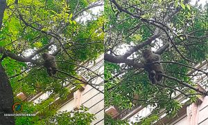 Rescataron a un gato que llevaba cuatro días atrapado en un árbol: cayó arriba de un camarógrafo y luego le tiraron agua