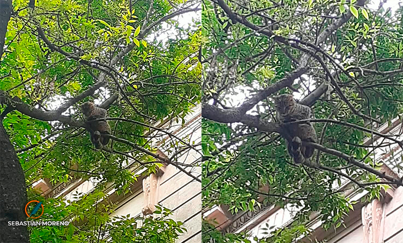 Rescataron a un gato que llevaba cuatro días atrapado en un árbol: cayó arriba de un camarógrafo y luego le tiraron agua