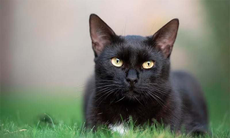 Día Internacional del Gato Negro: un animal que con amor y mimos busca derribar supersticiones