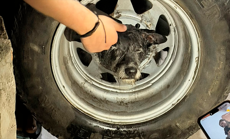 Bomberos rescataron a un perrito que había quedado atrapado en la cubierta de un auto