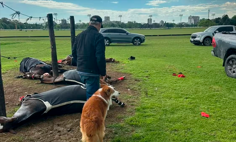 Un rayo mató a cuatro yeguas de polo en el Jockey Club de San Isidro