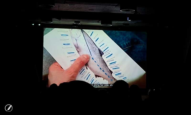 “Cuando un salmón se desvía”, un documental sobre las consecuencias de la intervención humana