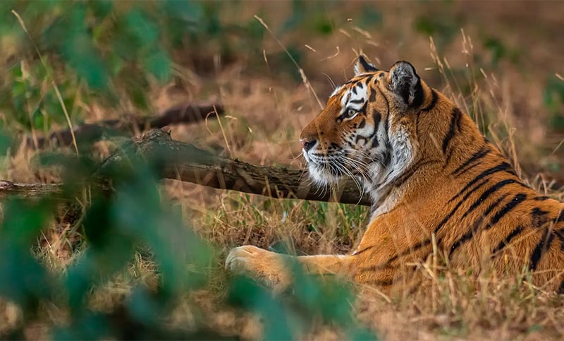 Inglaterra: un hombre murió tras ser atacado por un tigre en un parque de vida silvestre