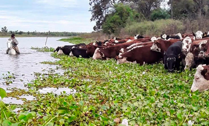 El arriero va (en barcaza): evacuaron más de 500 mil cabezas de ganado de las islas santafesinas por El Niño